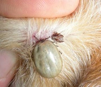 подкожный клещ у собак фото лечение дома | Дзен